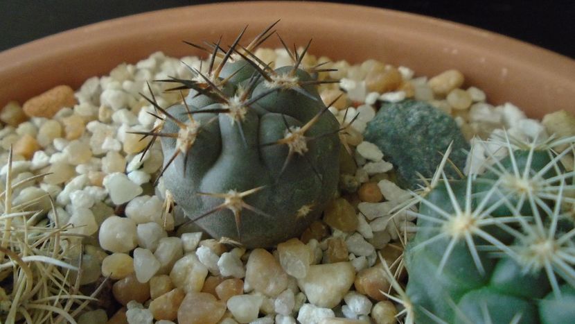 Pyrrhocactus villicumensis (Eriosyce villicumensis) - Cactusi 2020 final de an
