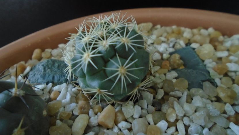 Coryphantha kracikii - Cactusi 2020 final de an