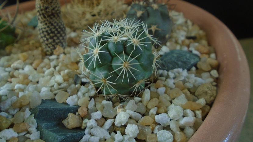 Coryphantha kracikii - Cactusi 2020 final de an