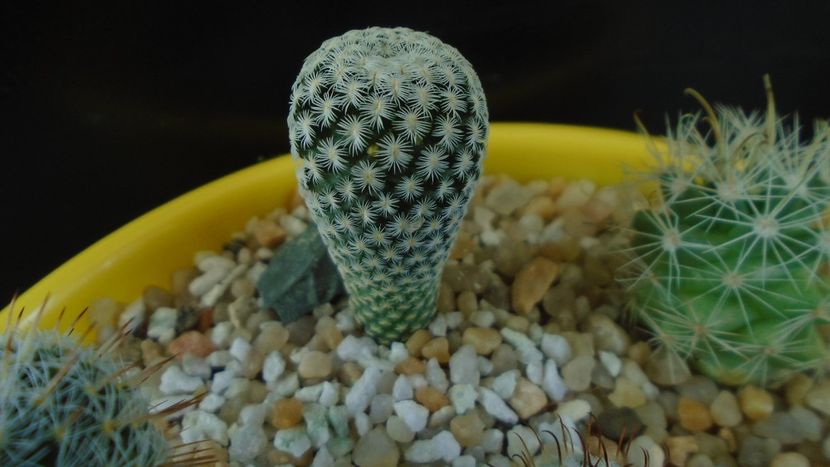 Mammillaria pectinifera - Cactusi 2020 final de an