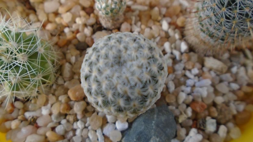 Mammillaria pectinifera - Cactusi 2020 final de an