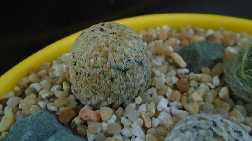 Mammillaria sanchez-mejoradae - Cactusi 2020 final de an