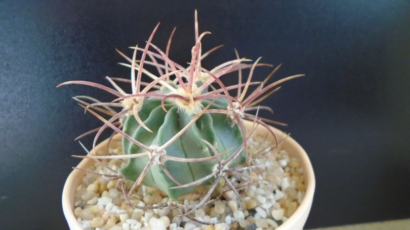 Echinocactus parryi - Cactusi 2020 final de an