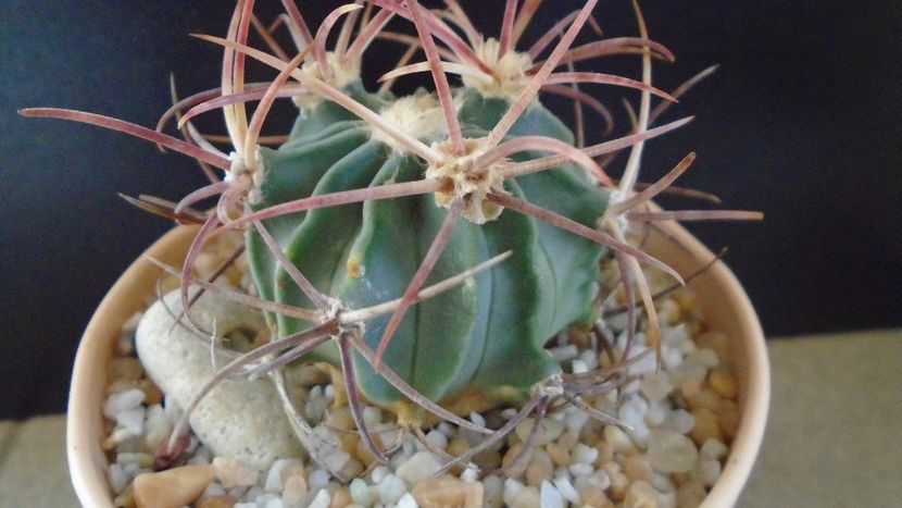 Echinocactus parryi - Cactusi 2020 final de an