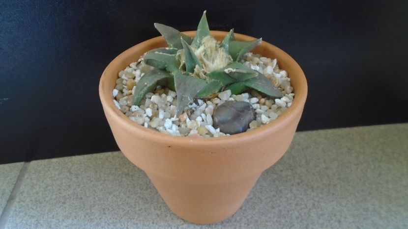 Ariocarpus retusus ssp. trigonus, El Olmo - Cactusi 2020 final de an