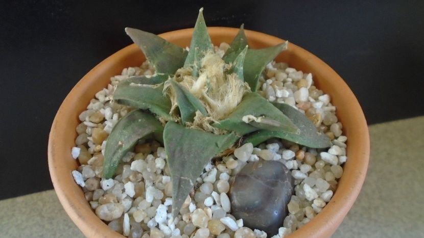 Ariocarpus retusus ssp. trigonus, El Olmo - Cactusi 2020 final de an