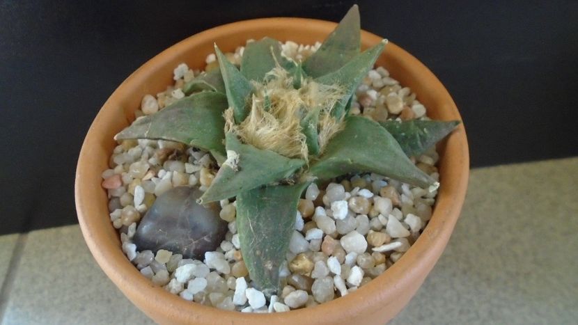 Ariocarpus retusus ssp. trigonus, El Olmo - Cactusi 2020 final de an