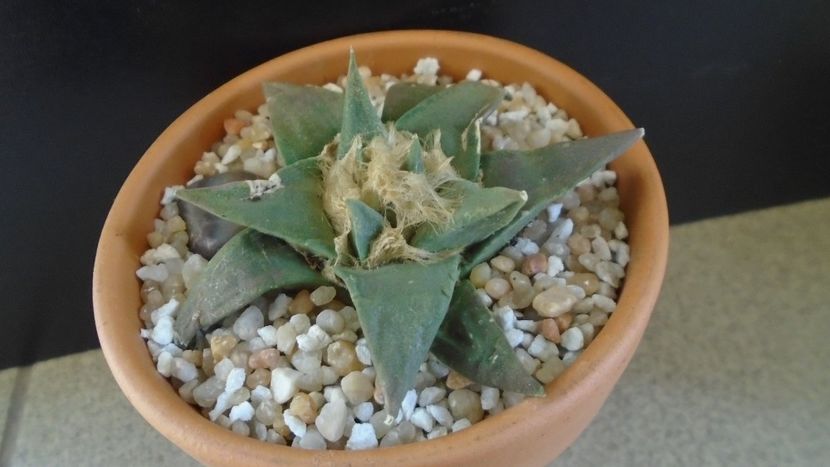 Ariocarpus retusus ssp. trigonus, El Olmo - Cactusi 2020 final de an