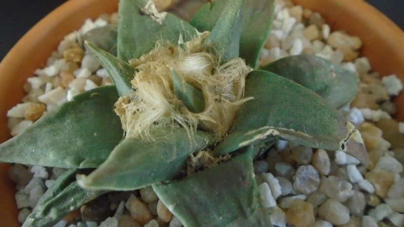 Ariocarpus retusus ssp. trigonus, El Olmo - Cactusi 2020 final de an