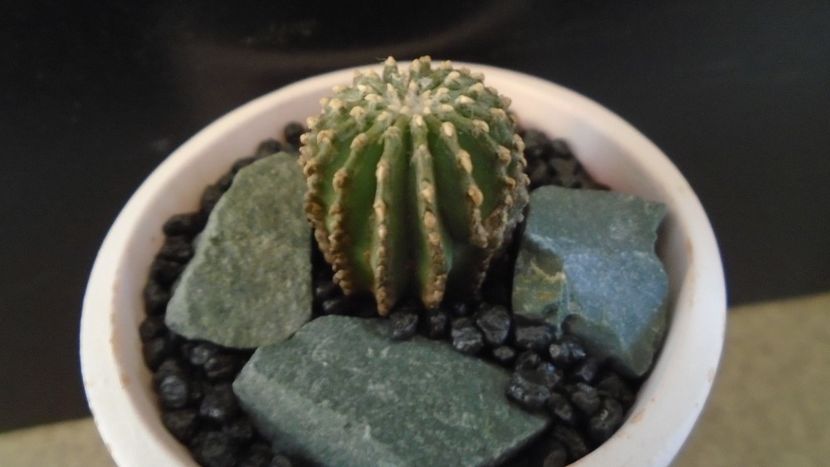 Geohintonia mexicana, Nuevo León: Sierra Madre, Mx - Cactusi 2020 final de an