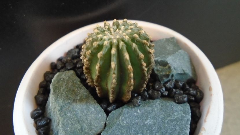 Geohintonia mexicana, Nuevo León: Sierra Madre, Mx - Cactusi 2020 final de an