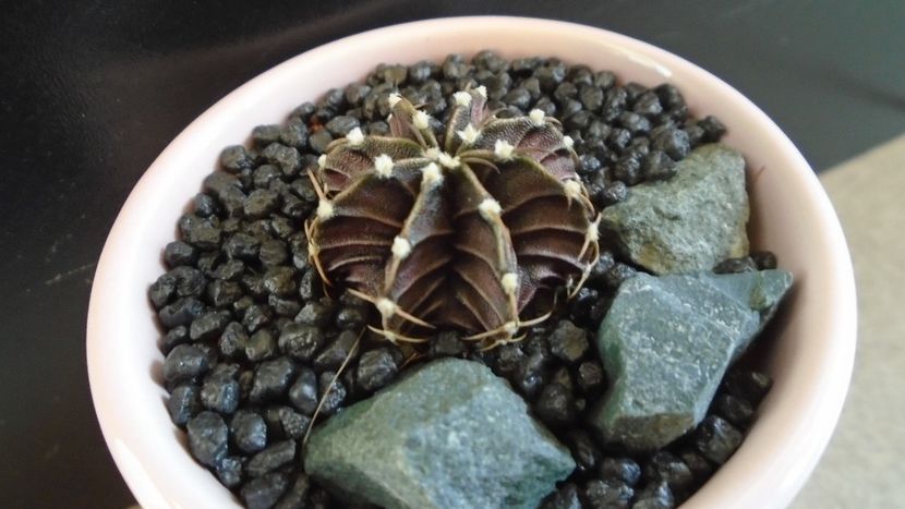 Gymnocalycium friedrichii, LB 2178 Agua Dulce, PY - Cactusi 2020 Gymnocalycium