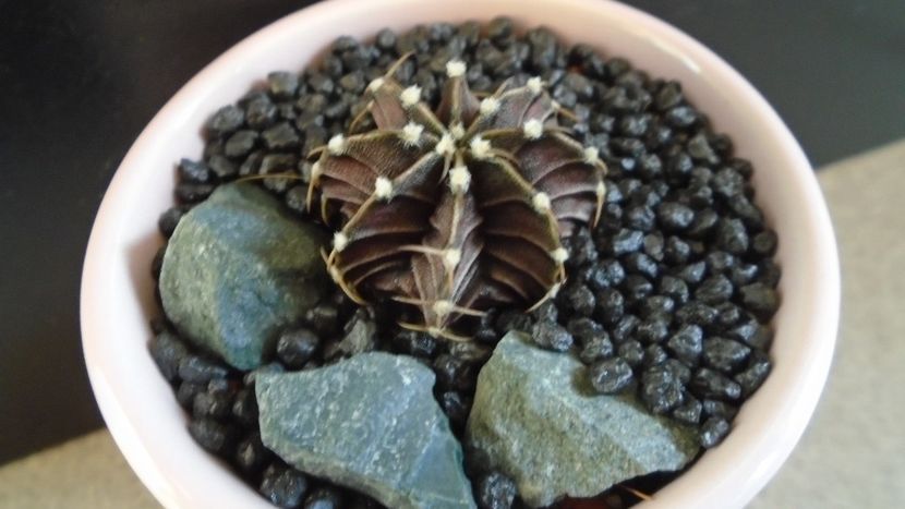 Gymnocalycium friedrichii, LB 2178 Agua Dulce, PY - Cactusi 2020 Gymnocalycium