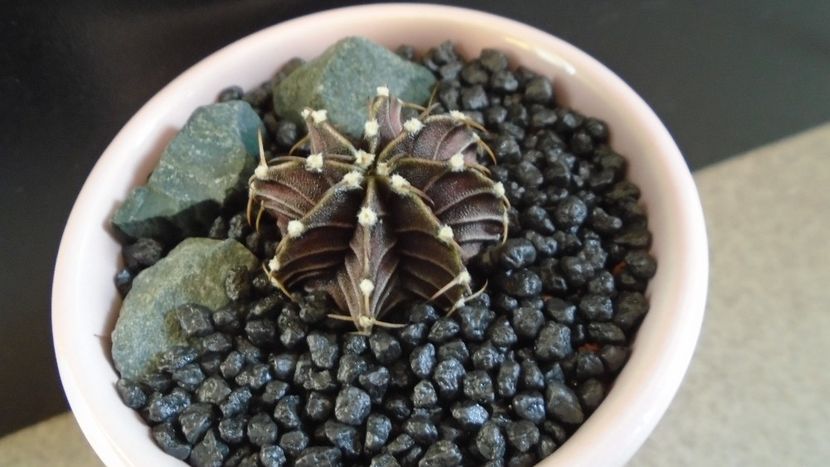 Gymnocalycium friedrichii, LB 2178 Agua Dulce, PY - Cactusi 2020 Gymnocalycium