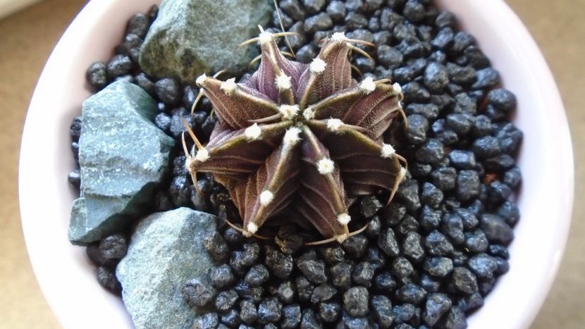 Gymnocalycium friedrichii, LB 2178 Agua Dulce, PY - Cactusi 2020 Gymnocalycium