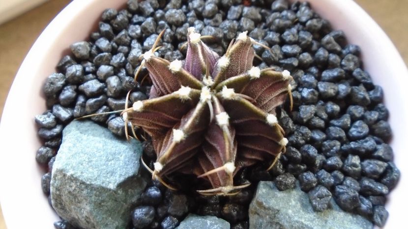 Gymnocalycium friedrichii, LB 2178 Agua Dulce, PY - Cactusi 2020 Gymnocalycium