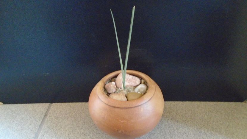 Dracaena serrulata (Yemen, Dhofar, Oman) - Agave - Yucca si Dracaena 2020