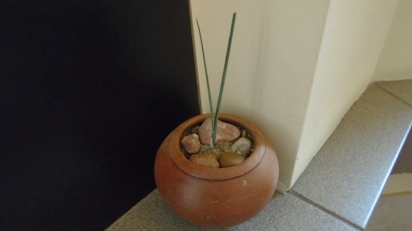 Dracaena serrulata (Yemen, Dhofar, Oman) - Agave - Yucca si Dracaena 2020