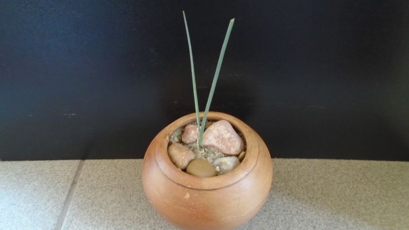 Dracaena serrulata (Yemen, Dhofar, Oman) - Agave - Yucca si Dracaena 2020
