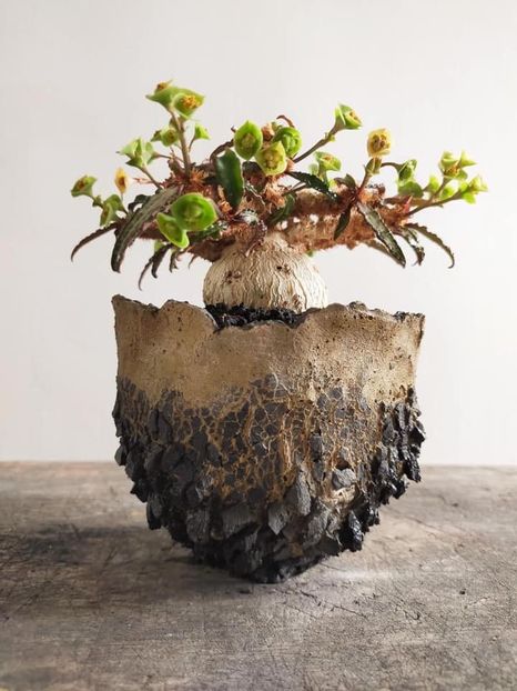 Euphorbia - Vase - aranjamente - accesorii