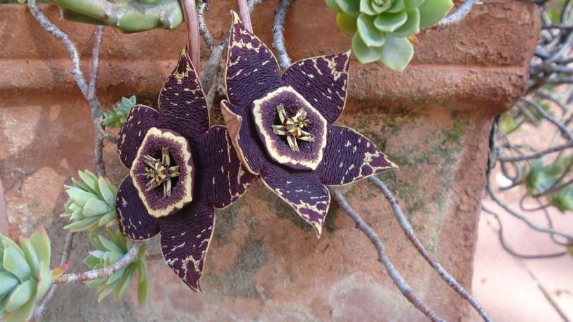 Orbea (Stapelia) variegata - Suculente 2020