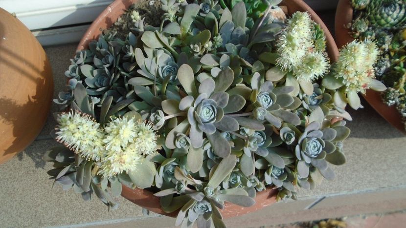 Orostachys iwarenge (Chinese dunce cap) - Suculente 2020