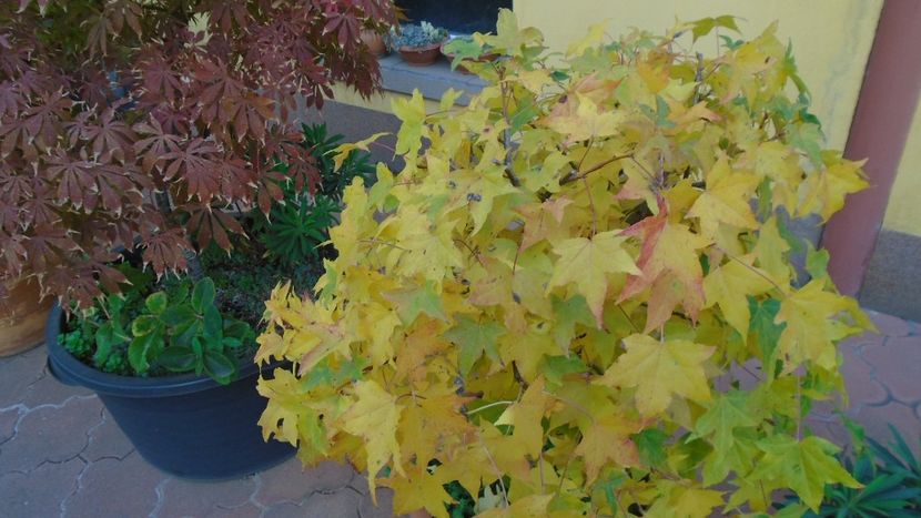 Liquidambar styraciflua - Toamna 2020-2021-2022-2023