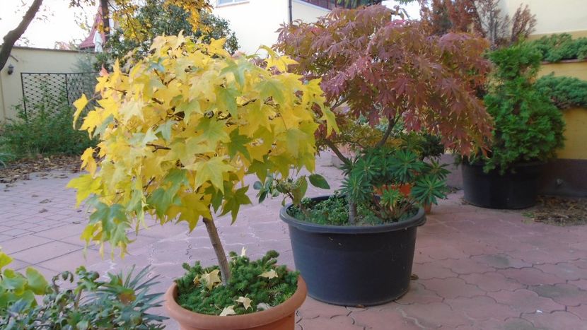 Liquidambar styraciflua & Acer palmatum atropurpureum - Bonsai si prebonsai 2020-2023