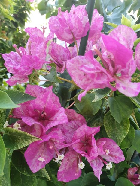  - Bouga Wajid Ali Swah