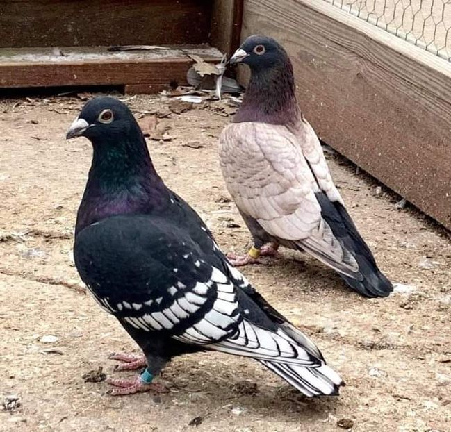  - NU AMI APARTIN 2020