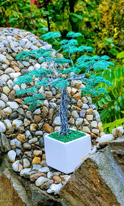  - POMISORI Feng shui - de vanzare