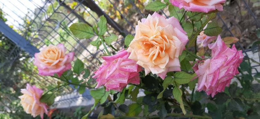 Mirela - Brumarel 2020