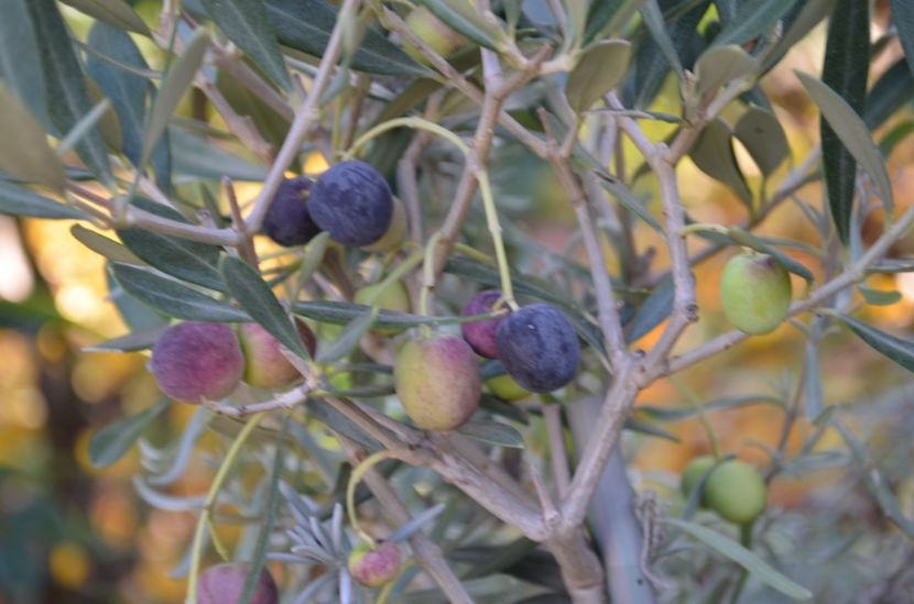 Maslin(Olea europeaea) - ProVegan