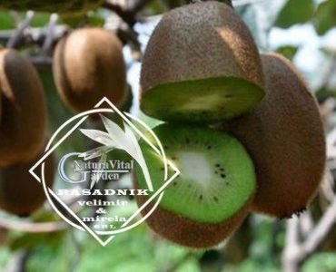 kiwi4 - KIWI HAYWARD cu fruct mare