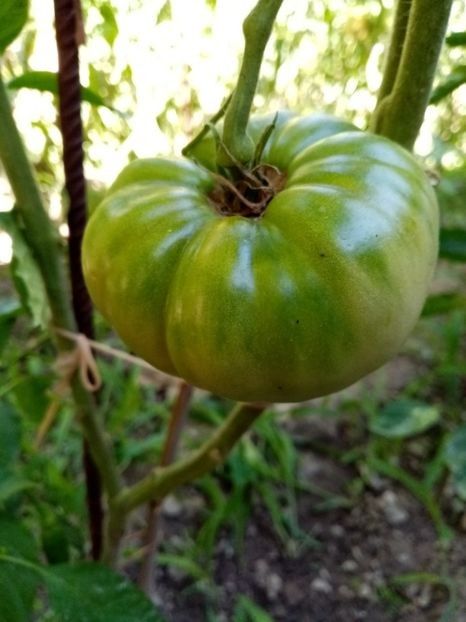 TOMATE VERZI 2 - 25 - SECRETE DE STIUT DESPRE CULTIVAREA ROSIILOR