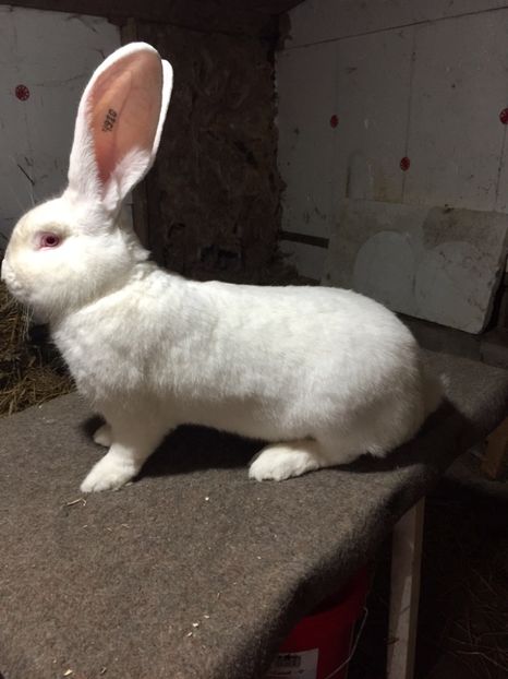 ECC634FE-4BE9-4FD1-9582-A77862704FD5 - RO 8-4910