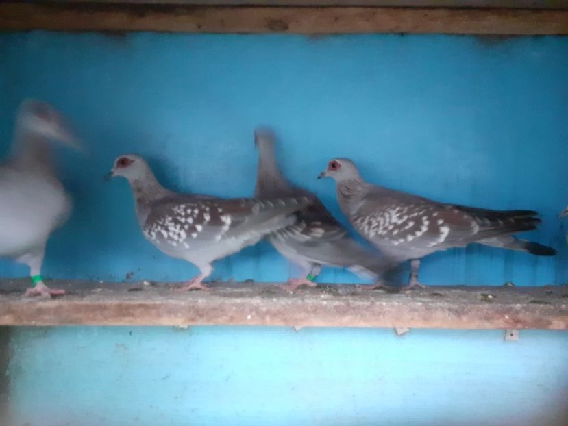  - Porumbei de Guinea