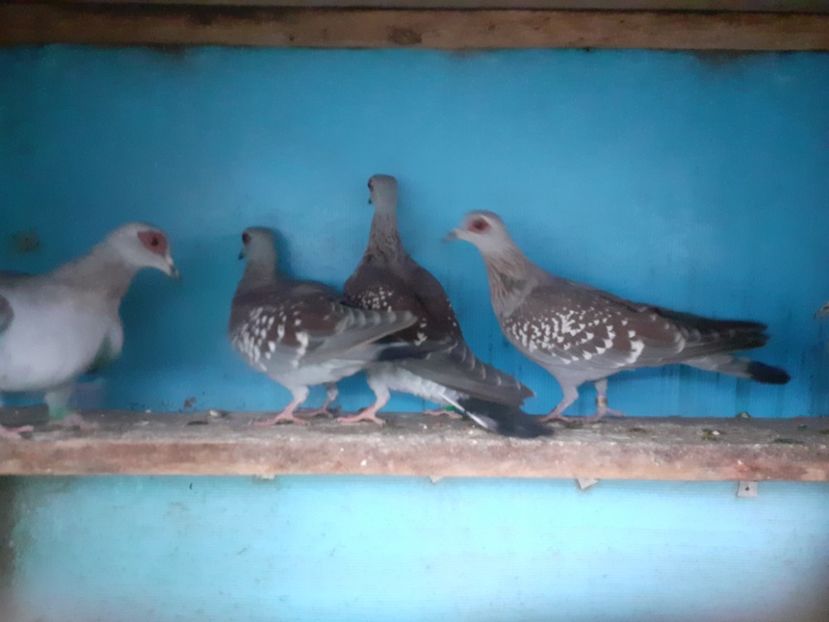 20201030_135901(0) - Porumbei de Guinea