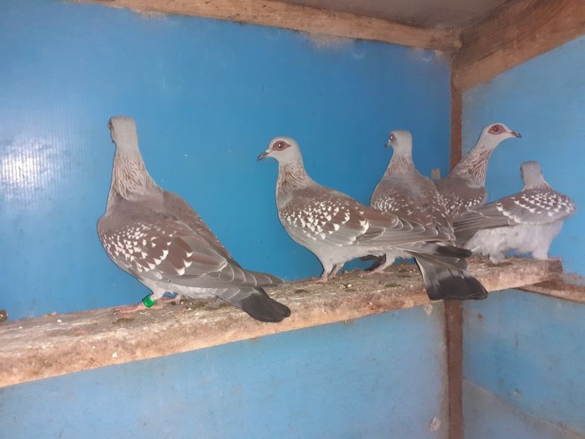  - Porumbei de Guinea