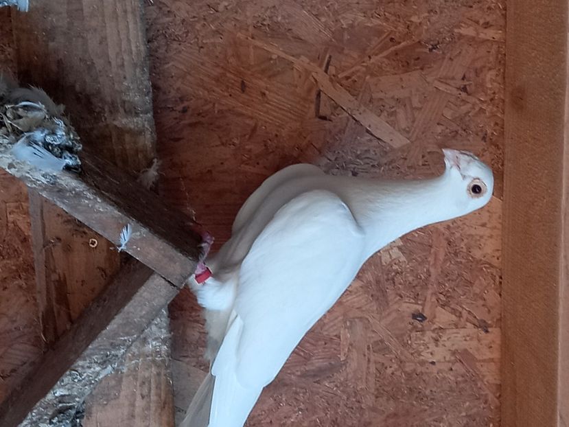  - porumbei Tg-Jiu-Somanesti