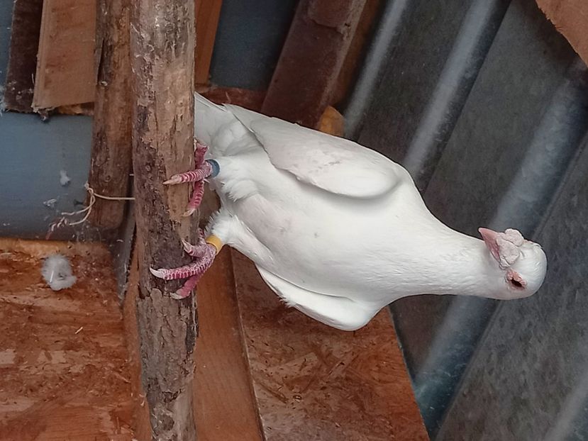  - porumbei Tg-Jiu-Somanesti