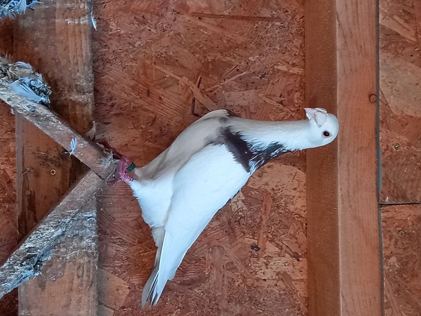  - Porumbei  pe care nu-i mai am