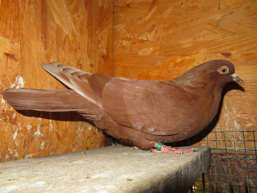  - Zburator Roșu de Târgoviște - porumbițe matcă