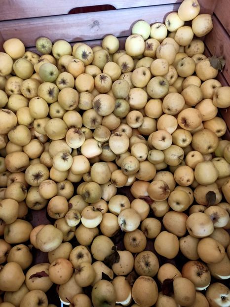  - ZZZ-A venit toamna