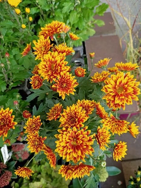 30.10.2020 - ZZZ-A venit toamna