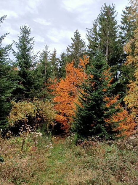 25.10.2020 - ZZZ-A venit toamna