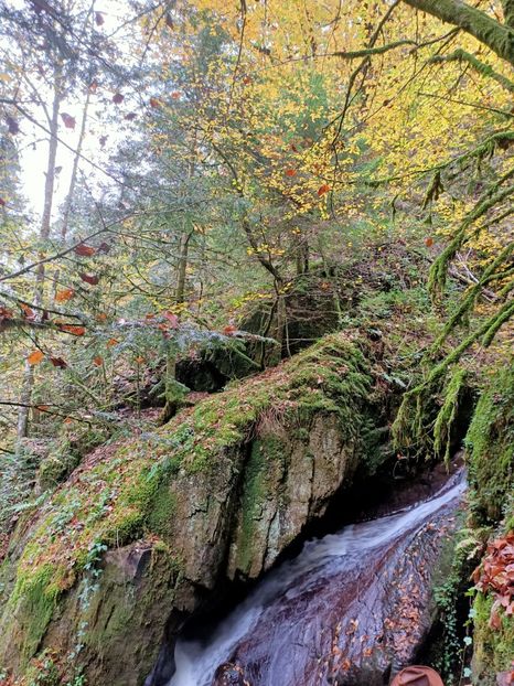 25.10.2020 - ZZZ-A venit toamna