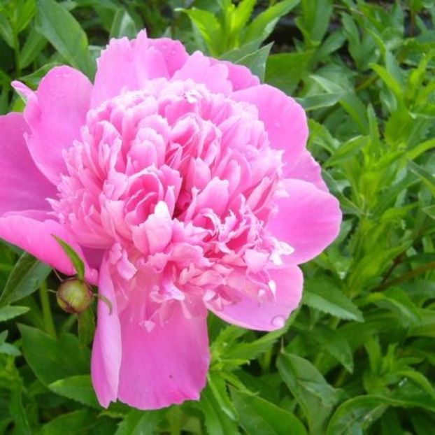 bujor roz Sarah Bernardt-20lei - Bujori disponibili