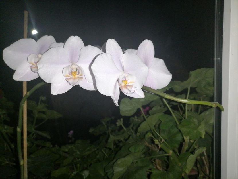  - Orhidee