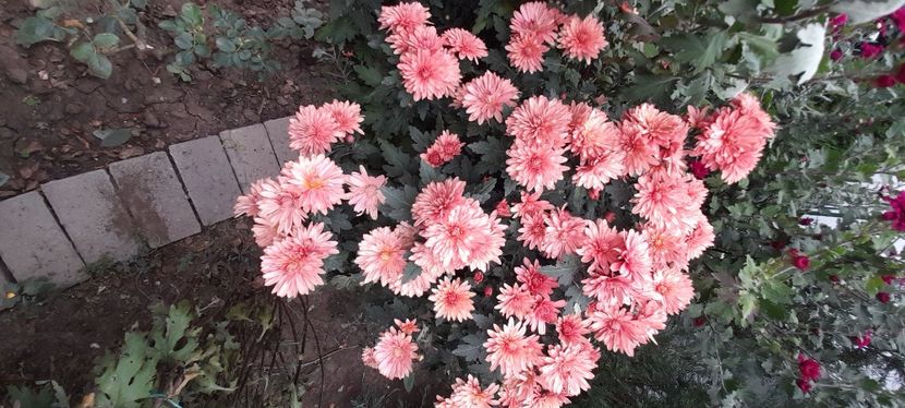 IMG-20201030-WA0038 - 2020